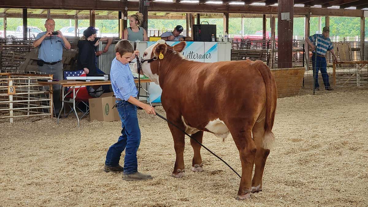 showing cattle